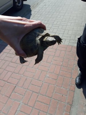 Zdjęcie kolorowe. Dłoń trzymająca żółwia. Po prawej stronie fragment spodni i buta funkcjonariusza Policji