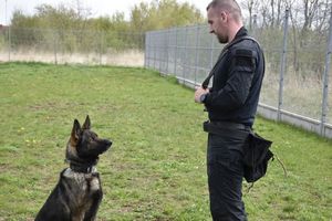 Zdjęcie nr 1, kolorowe, na nim dzieci z Przedszkola Sióstr Felicjanek podczas wizyty w Komendzie Miejskiej Policji w Kaliszu.
Zdjęcie nr 2,  kolorowe, na nim dzieci z Przedszkola Sióstr Felicjanek podczas wizyty w Komendzie Miejskiej Policji w Kaliszu.
Zdjęcie nr 3, kolorowe, na nim dzieci z Przedszkola Sióstr Felicjanek podczas wizyty w Komendzie Miejskiej Policji w Kaliszu.
Zdjęcie nr 4, kolorowe, na nim policjantka prezentująca chłopcu, jak zrobić odcisk linii papilarnych. 
Zdjęcie nr 5, kolorowe, na nim dzieci z Przedszkola Sióstr Felicjanek podczas wizyty w Komendzie Miejskiej Policji w Kaliszu.
Zdjęcie nr 6, kolorowe, na nim dzieci z Przedszkola Sióstr Felicjanek podczas wizyty w Komendzie Miejskiej Policji w Kaliszu.
Zdjęcie nr 7, kolorowe, na nim chłopiec na planszy przedstawiającej policjanta.
Zdjęcie nr 8, kolorowe, na nim dziewczynka na planszy przedstawiającej postać policjanta.
Zdjęcie nr 9, kolorowe, na nim dzieci z Przedszkola Sióstr Felicjanek podczas wizyty w Komendzie Miejskiej Policji w Kaliszu.
Zdjęcie nr 10, kolorowe, na nim przewodnik wraz z psem służbowym.
Zdjęcie nr 11, kolorowe, na nim przewodnik wraz z psem służbowym, w tle dzieci z przedszkola. 
Zdjęcie nr 12, kolorowe, na nim dzieci oglądające radiowóz policyjny. 
Zdjęcie nr 13, kolorowe, na nim dziewczynka siedząca w radiowozie policyjnym.
Zdjęcie nr 14, kolorowe, na nim dziewczynka siedząca w radiowozie policyjnym.
Zdjęcie nr 15,kolorowe, na nim dzieci podczas wizyty w jednostce na tle radiowozu.