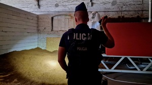 Zdjęcie kolorowe. Policjant stojący tyłem, ubrany w umundurowanie ćwiczebne z furażerką na głowie. Policjant oświetla latarką krajankę tytoniową która leży na podłodze pomieszczenia. Z prawej strony funkcjonariusza maszyna do cięcia i suszenia krajanki.