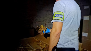Zdjęcie kolorowe. Policjant operacyjny (nieumundurowany) stojący tyłem. W dłoni trzyma liście tytoniu zabezpieczone podczas realizacji. przed nim stoi karton wypełniony liśćmi tytoniu.