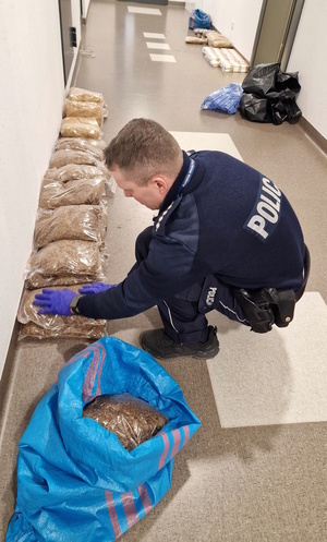Zdjęcie kolorowe. Policjant wyciąga z worka paczki foliowe z tytoniem i układa na podłodze pod ścianą. W tle widać już ułożone paczki z tytoniem i papierosami.