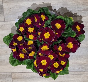 Zdjęcie kolorowe. Pierwiosnek, bordowe płatki, żółty środek.