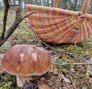 Zdjęcie kolorowe. Grzyb rosnący w lesie, w tle którego znajduje się kolorowy koszyk wiklinowy.